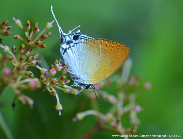 Manto hypoleuca terana