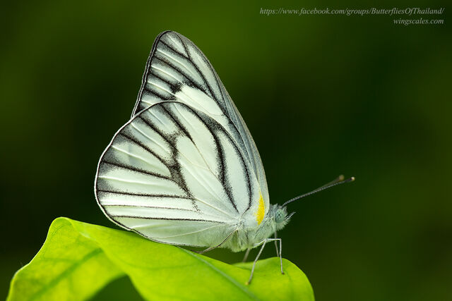 Appias olferna olferna