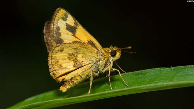 Taractrocera archias quinta