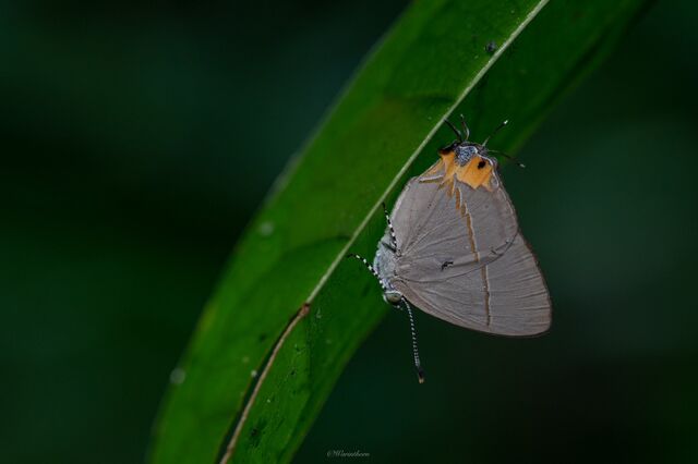 Britomartis cleoboides viga