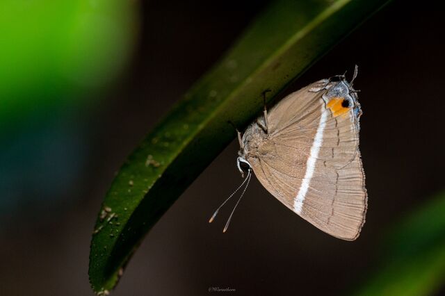 Dacalana sinhara sinhara