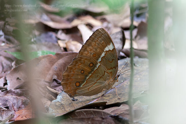 Stichophthalma cambodia