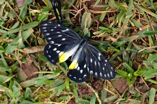 Delias belladonna hedybia