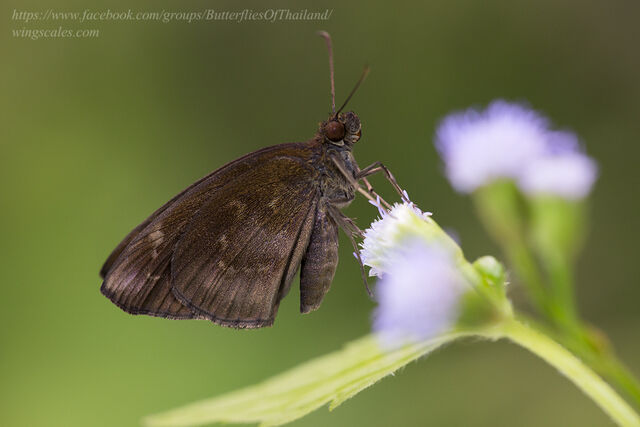 Psolos fuligo subfasciatus