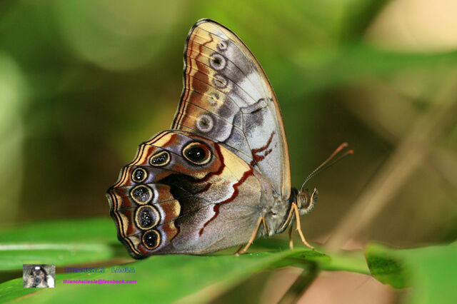 Lethe chandica chandica