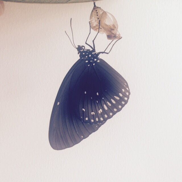 Euploea midamus chloe