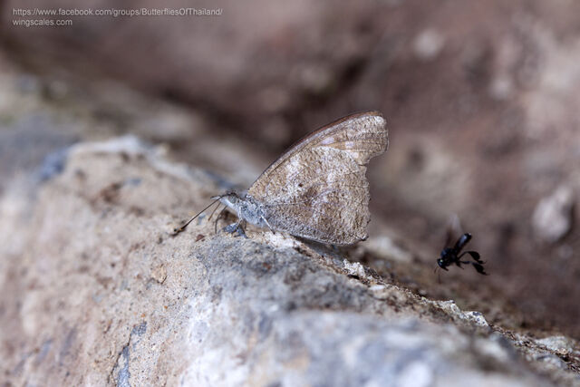 Libythea geoffroyi alompra
