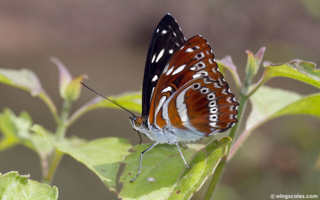 Limenitis asura asura