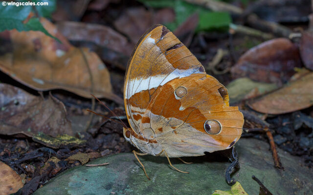 Thauria lathyi gabrieli