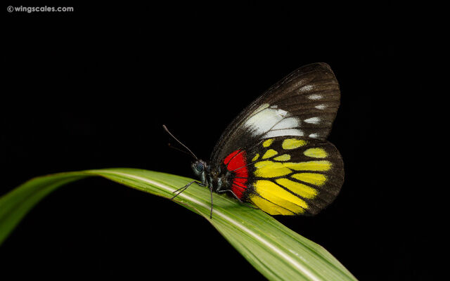 Delias pasithoe parthenope