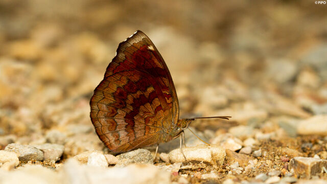 Ariadne merione tapestrina