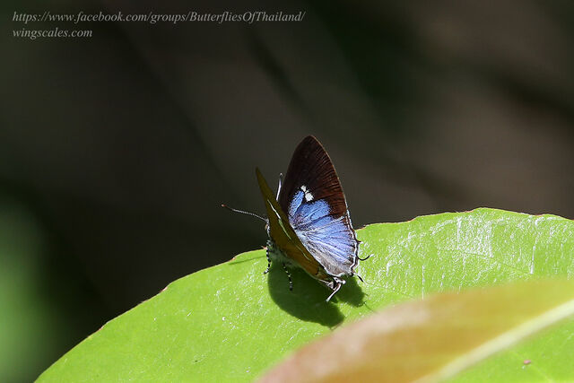 Horaga syrinx maenala