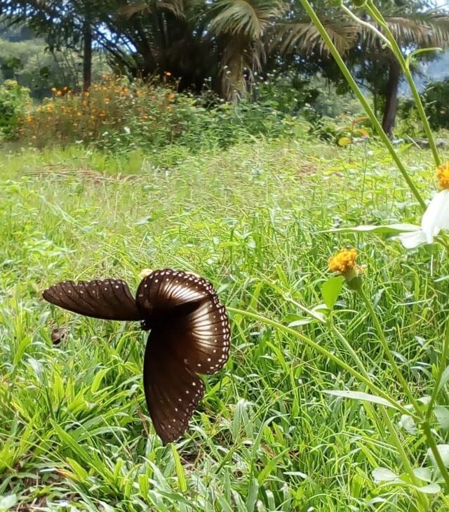 Hypolimnas anomala anomala