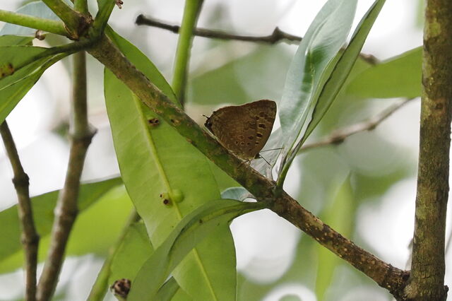 Arhopala hellenore hellenore