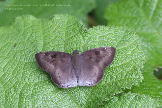 Tagiades gana meetana