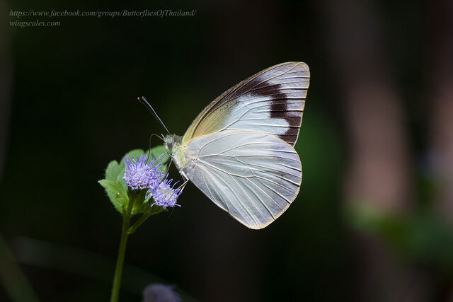 Appias albina darada