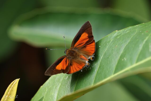 Deudorix epijarbas epijarbas