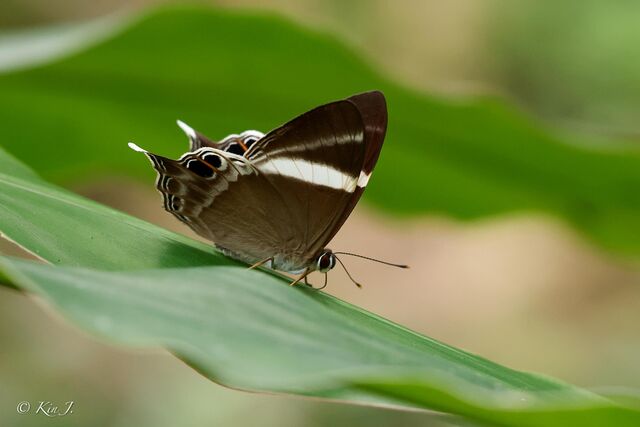 Archigenes neophron gratius