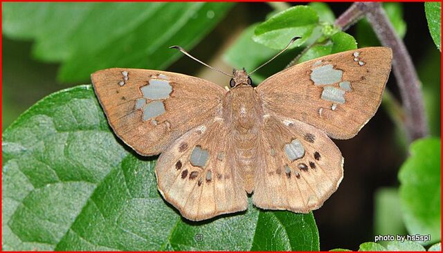 Coladenia pinsbukana occidentalis