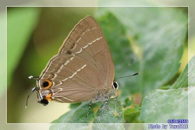 Satyrium mackwoodi