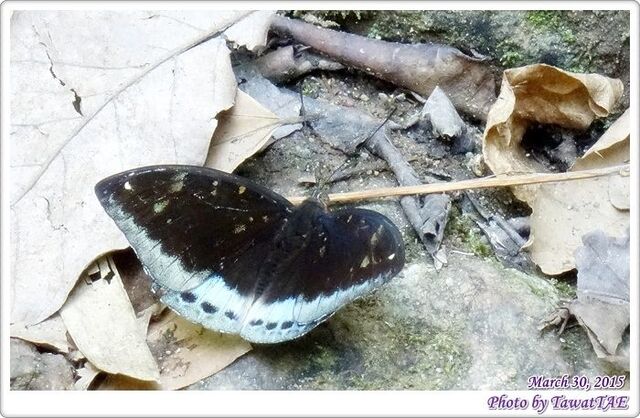 Lexias dirtea agosthena