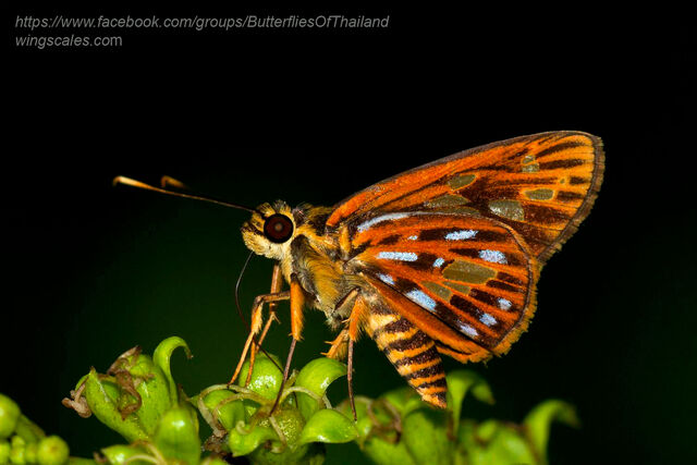 Pyroneura margherita miriam