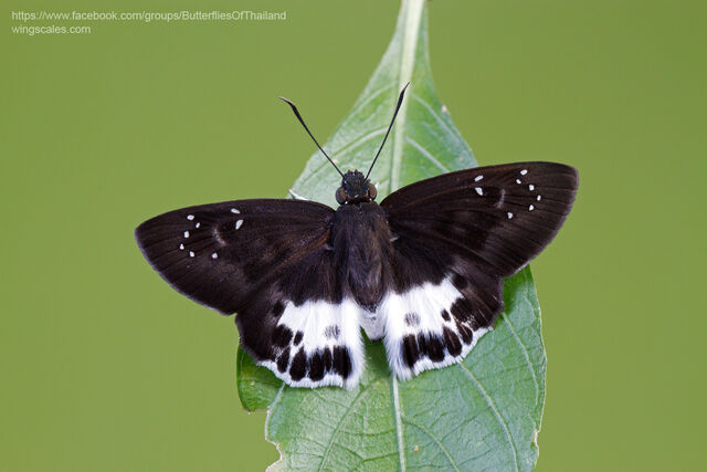 Tagiades menaka menaka