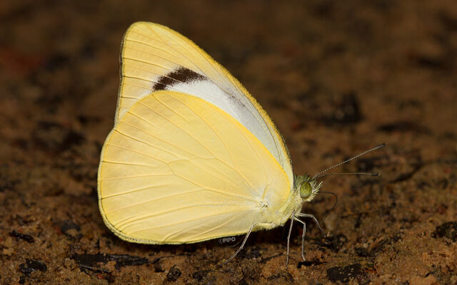 Appias paulina adamsoni