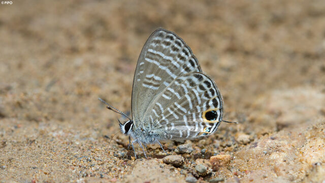 Nacaduba pavana vajuva