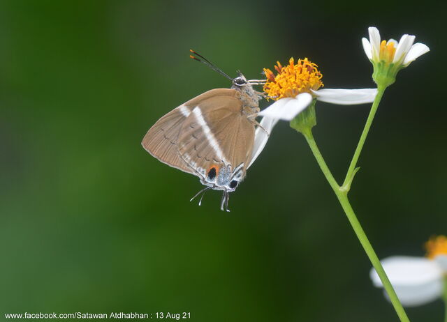 Dacalana burmana burmana