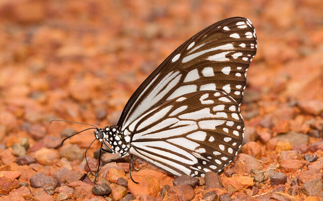 Parantica aglea melanoides