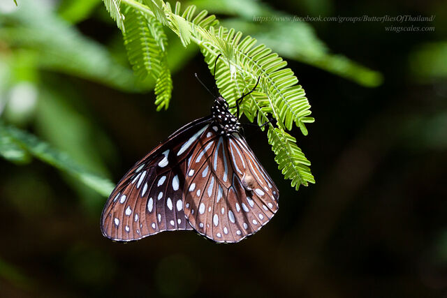 Tirumala septentrionis septentrionis