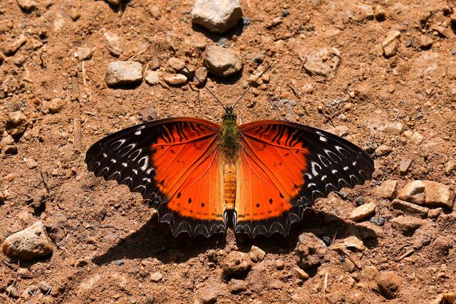 Cethosia biblis biblis