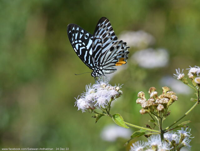 Graphium delessertii delessertii
