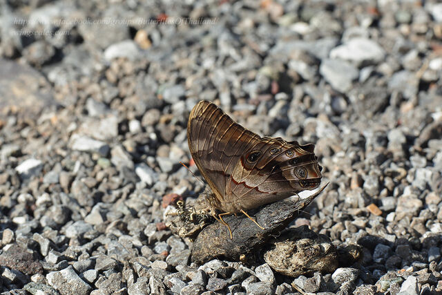 Lethe chandica chandica