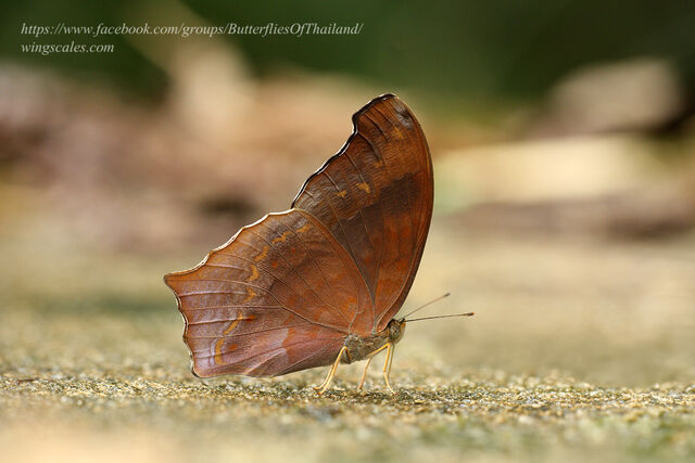 Terinos atlita ikarii