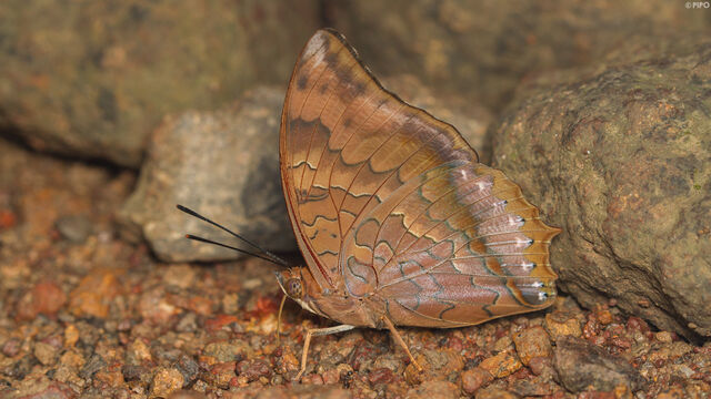 Charaxes bernardus hierax
