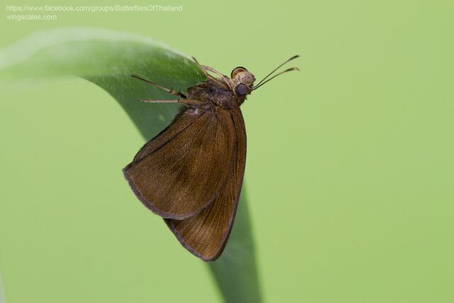 Tamela nigrita maura