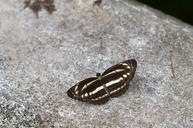 Neptis clinia susruta