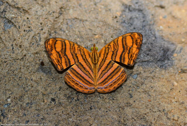 Chersonesia peraka peraka