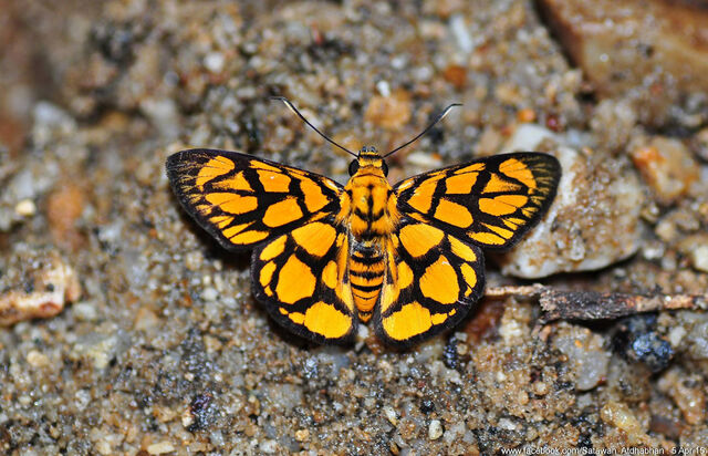 Odina hieroglyphica ortina