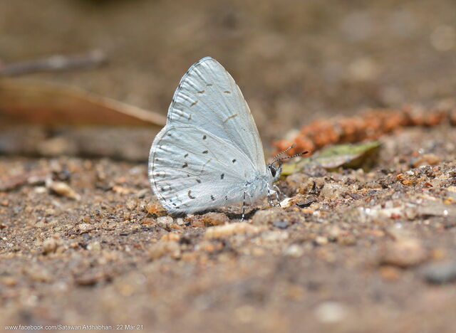 Udara dilecta dilecta