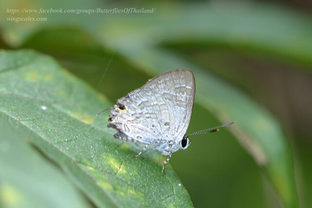 Sinthusa chandrana grotei