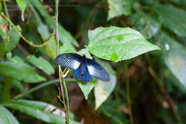 Atrophaneura astorion varuna