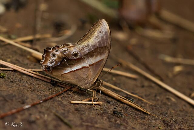 Lethe mekara crijnana