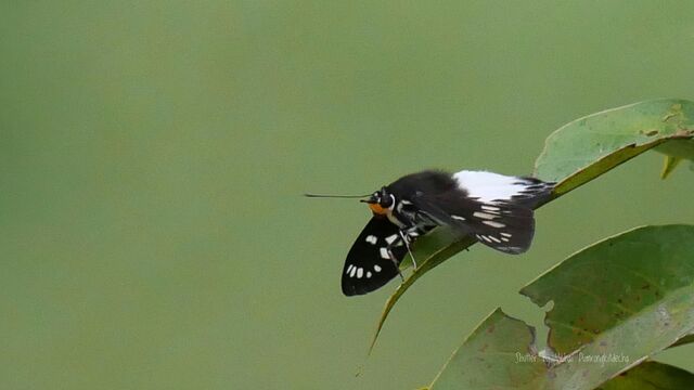 Satarupa gopala gopala