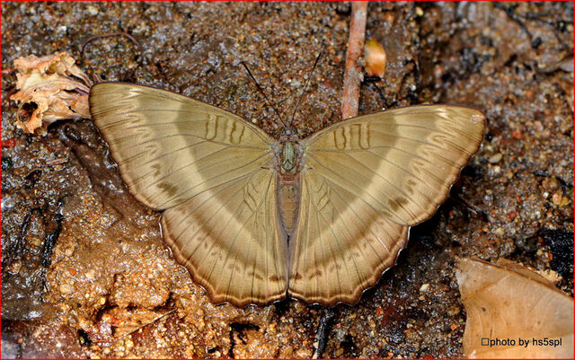 Bhagadatta austenia alistairi