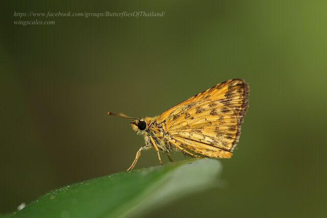 Ampittia dioscorides camertes