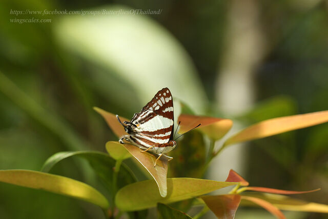 Dodona deodata deodata