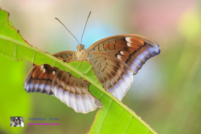 Cynitia lepidea cognata